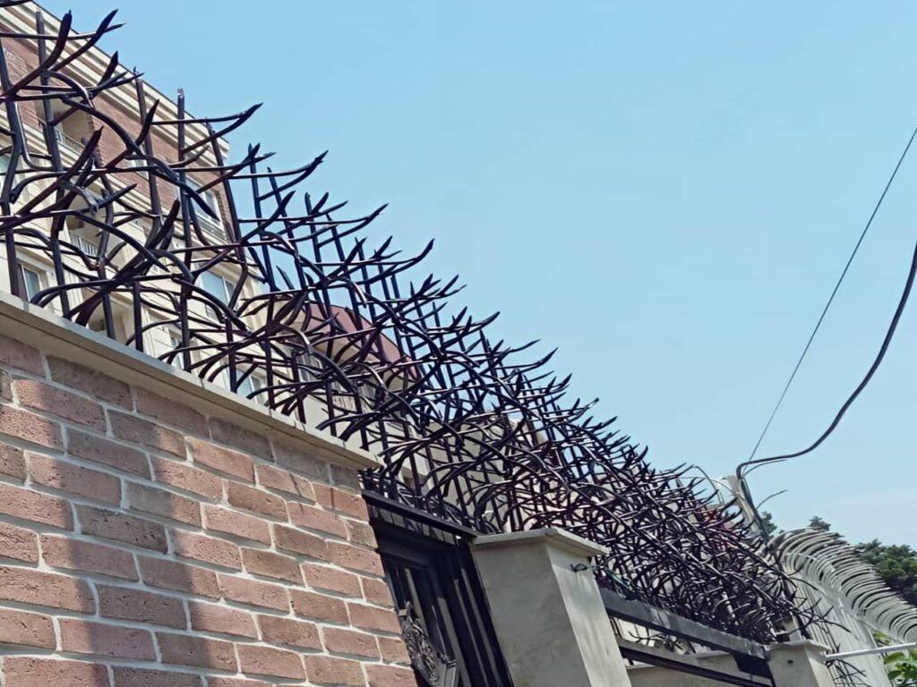 حفاظ شاخ گوزنی بندر عباس حفاظ شاخ گوزنی بندر عباس