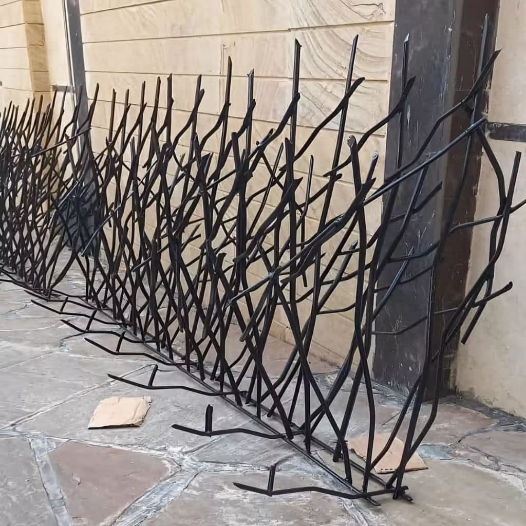 حفاظ شاخ گوزنی در بندر عباس