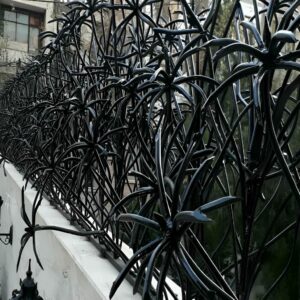 حفاظ نخل مرداب در بندر عباس