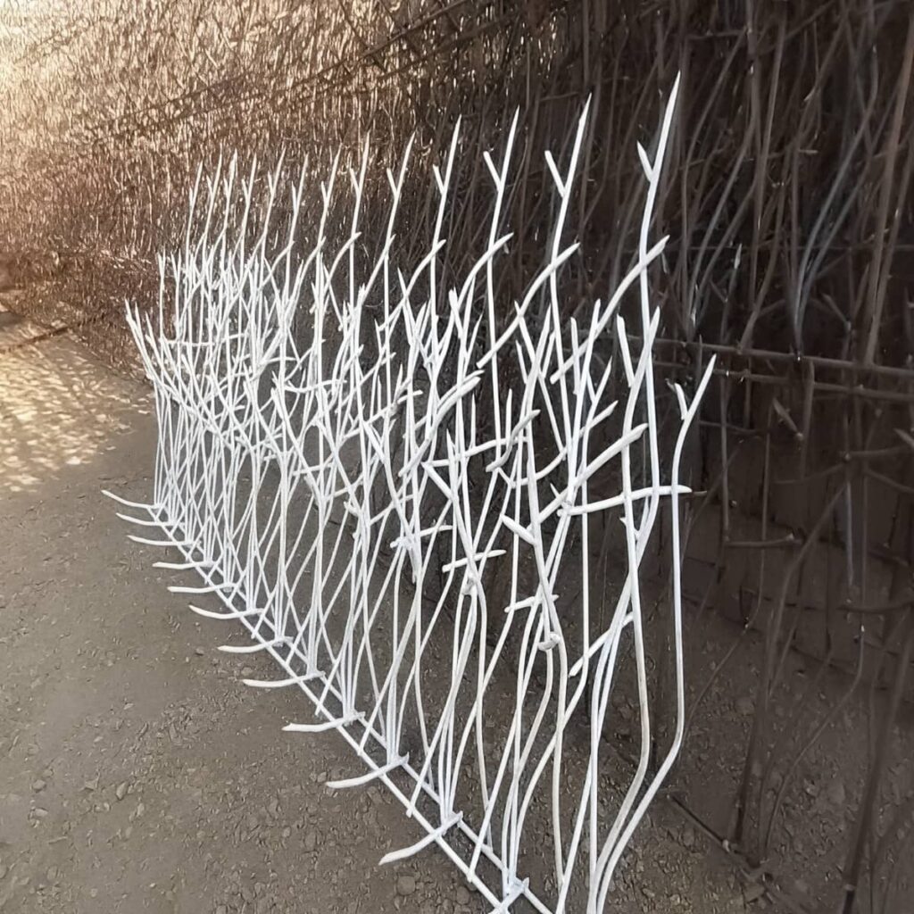 حفاظ شاخ گوزنی تراکم متوسط برای دیوار باغ ویلا در بندر عباس