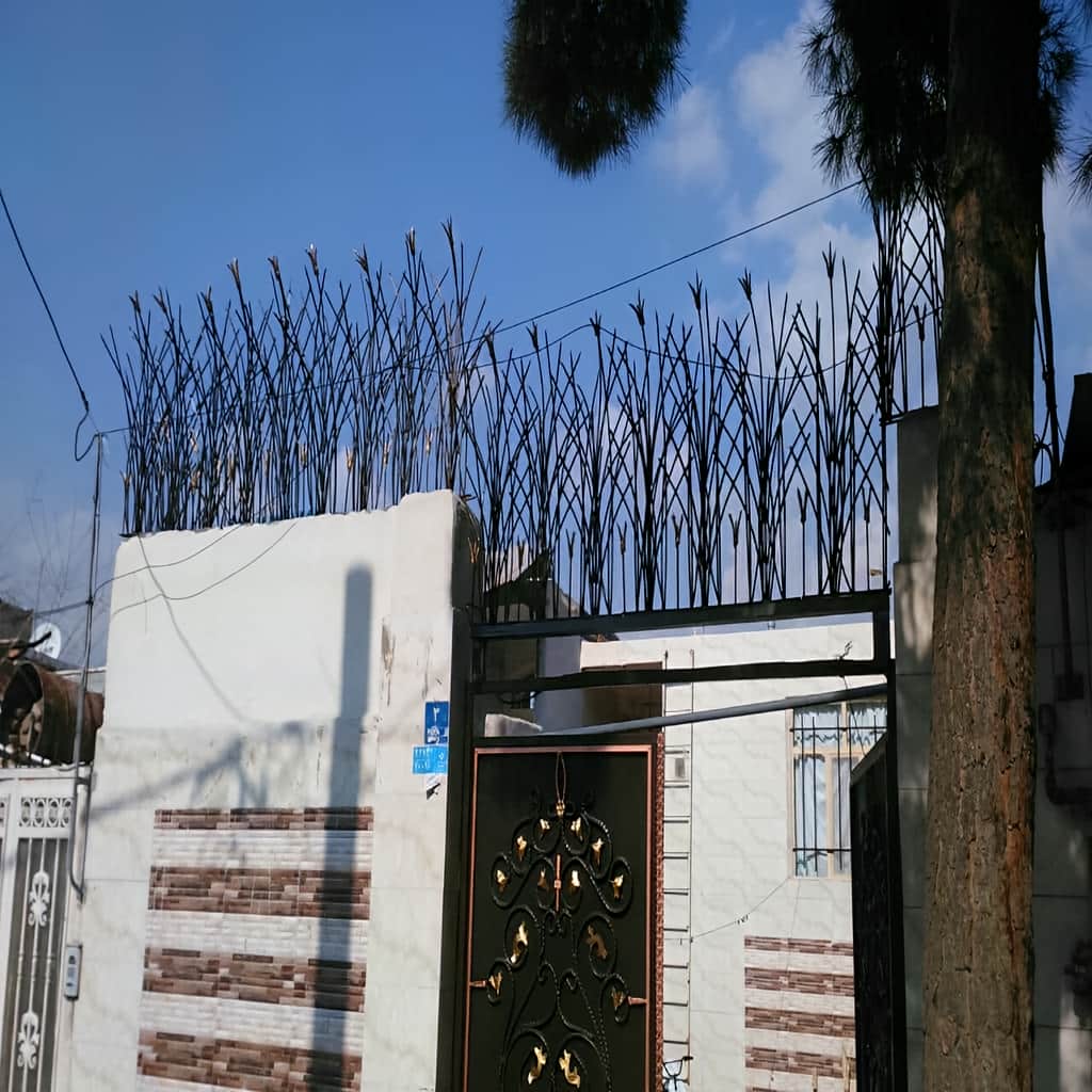 حفاظ غنچه ای بندر عباس نمای نزدیک شاخه ها